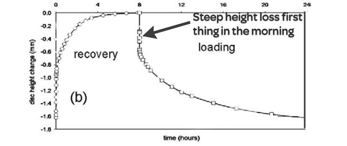 Natural Spine Height Changes